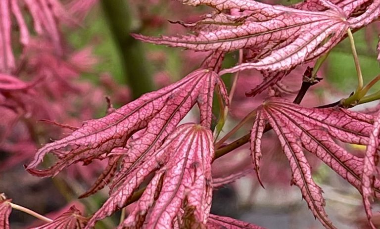 Mikazuki Japanese Maple Topiary Gardens