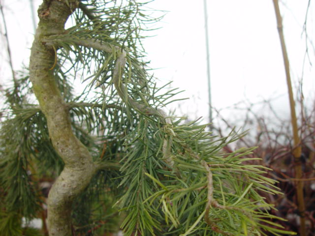 Psuedotsuga menziesii TORQUIS or EMERALD TWISTER-10g Psuedotsuga menziesii TORQUIS or EMERALD TWISTER-10g