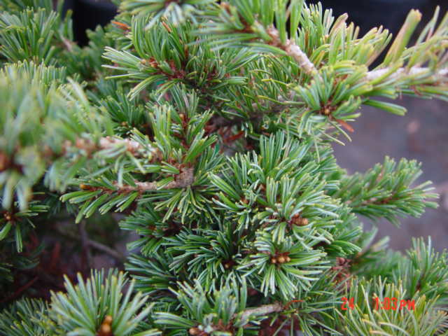 Pinus parviflora ATCO GOYO-3g heavy