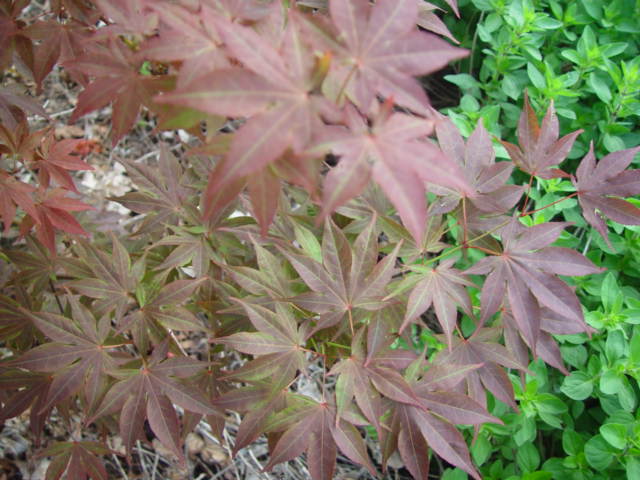 ATROPURPUREUM ATROPURPUREUM