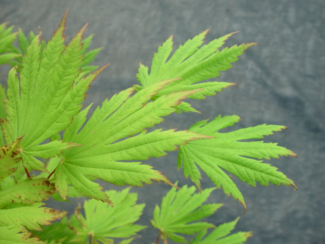 Attaryi-2g Attaryi-2g