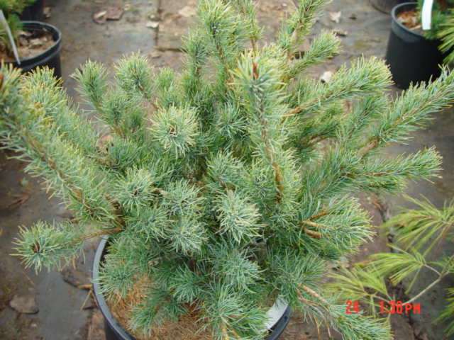 Pinus parviflora BLUE LOU-3g Pinus parviflora BLUE LOU-3g