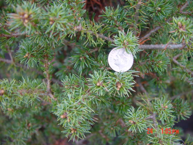 Pinus parviflora BONNY-3g Pinus parviflora BONNY-3g