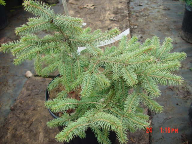 Picea pungens DONEHEY-3g large