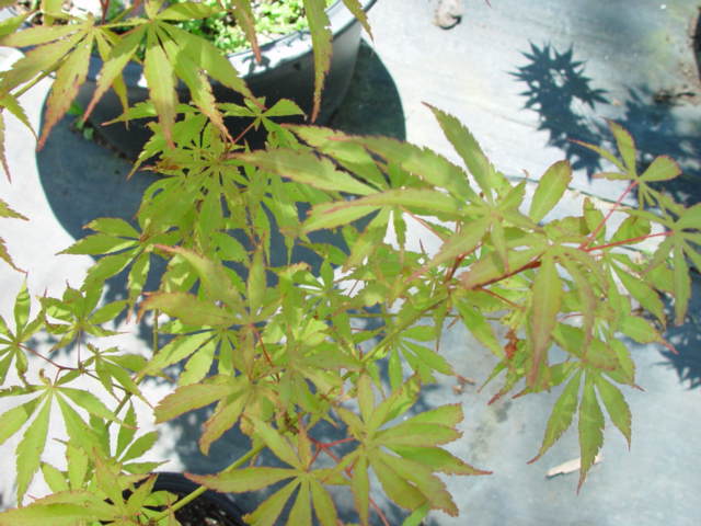 Pinus parviflora FUKAI-3g Pinus parviflora FUKAI-3g
