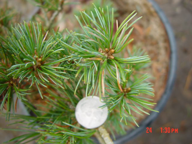 Pinus parviflora HILLARY-3g heavy