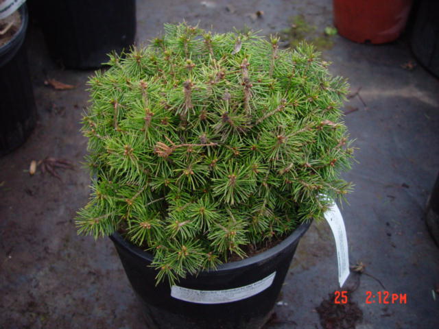 Picea abies JANA-2g Picea abies JANA-2g