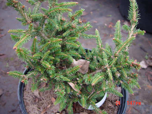(image for) Picea abies KLUIS-3g heavy