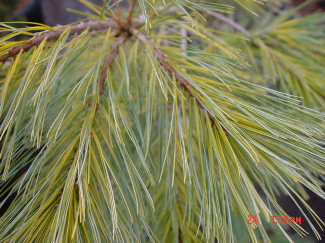 Pinus strobus LOUIE-3g Pinus strobus LOUIE-3g