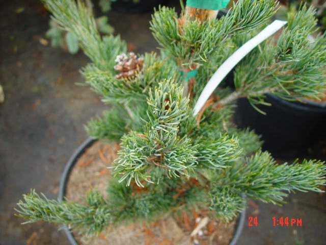 Pinus parviflora MEIKO-3g heavy