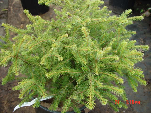 Picea omorika OSMASTON #1-3G Picea omorika OSMASTON #1-3G