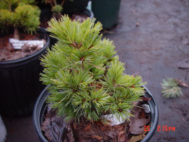 Pinus parviflora-REGENHOLD BROOM-1g