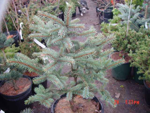 Picea pungens SPRING BLAST-5g Picea pungens SPRING BLAST-5g
