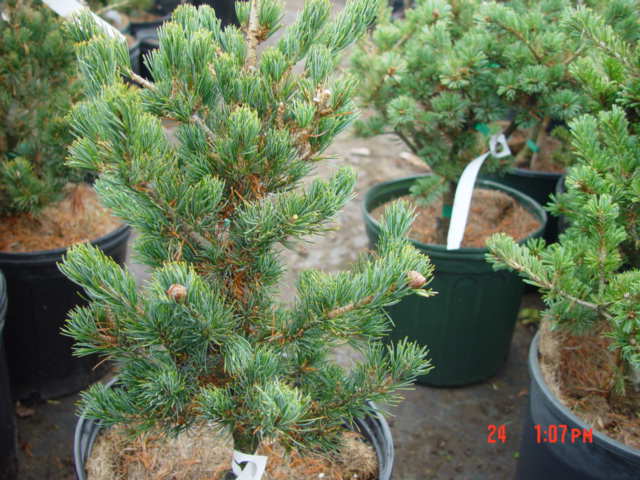 Pinus parviflora TONE-3g Pinus parviflora TONE-3g