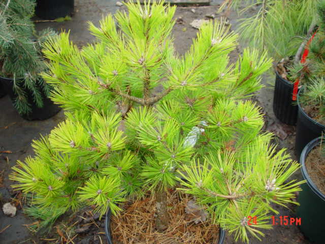 Pinus densiflora VIBRANT-3g Pinus densiflora VIBRANT-3g