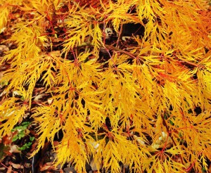 Beautiful Fall  Japanese Maples
