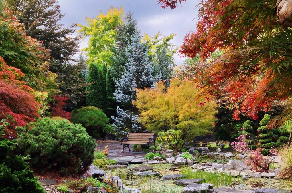 Beautiful Fall Japanese Maples Topiary Gardens   Mango 1500 1024x676 