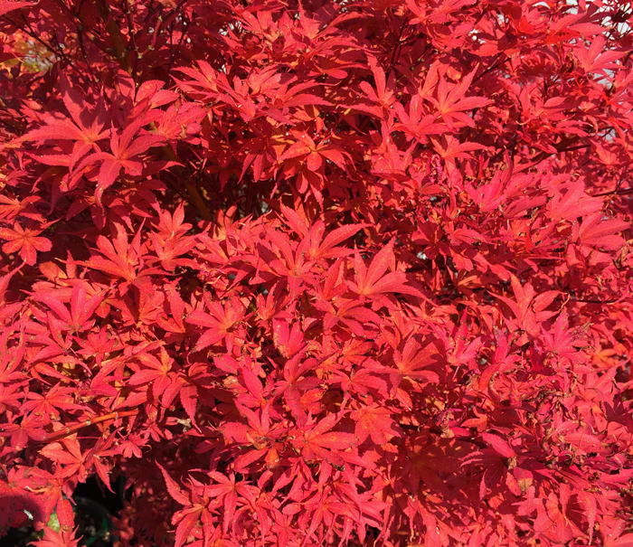 Royale Japanese Maple fall color