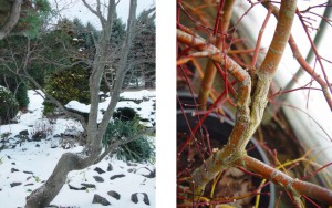Broken Branches on Japanese Maples