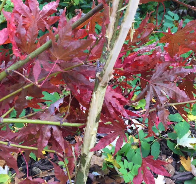 are japanese maples toxic to dogs