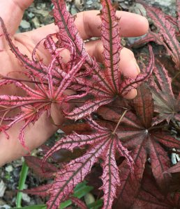 ‘Mikazuki’ Japanese Maple