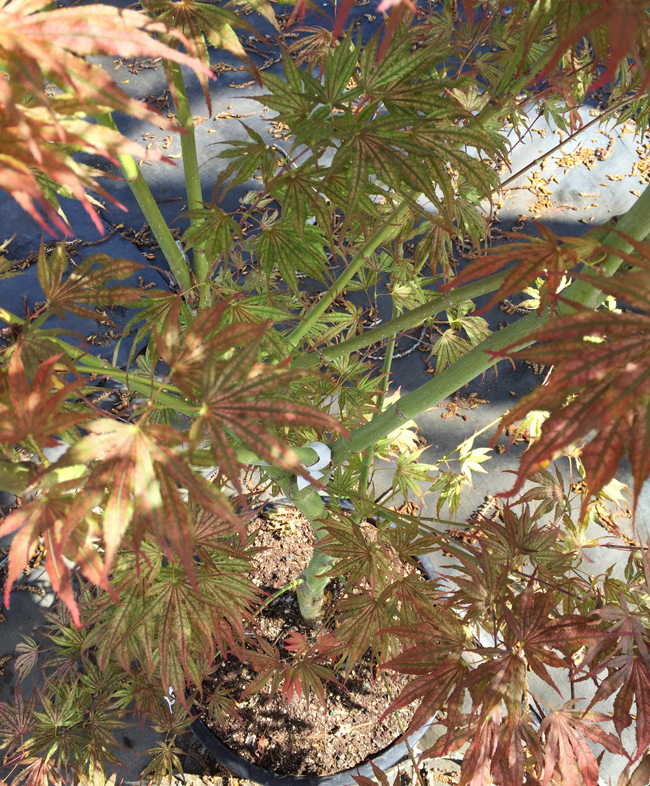 Acer Palmatum Mikazuki up close bark and summer leaf color