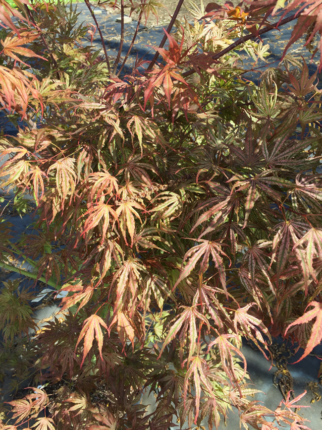 Mikazuki Japanese Maple - Topiary Gardens