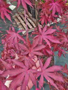 ‘Amagi Shigure’ Japanese Maple