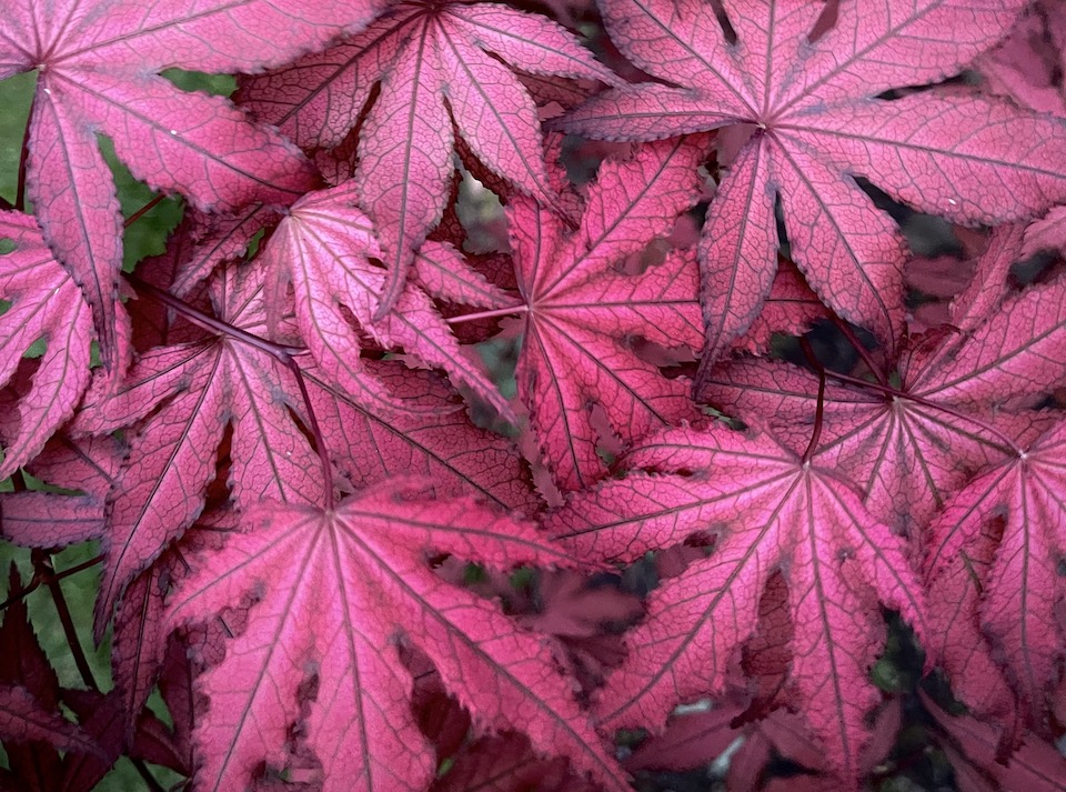 Amagi Shigure Japanese Maple (Acer Palmatum 'Amagi