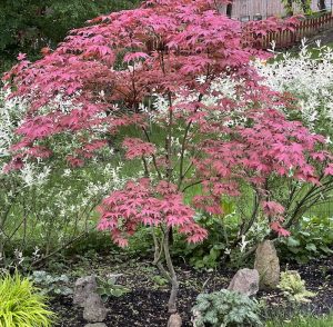 Amagi Shigure Japanese Maple - Photos & Details, Buy Now!