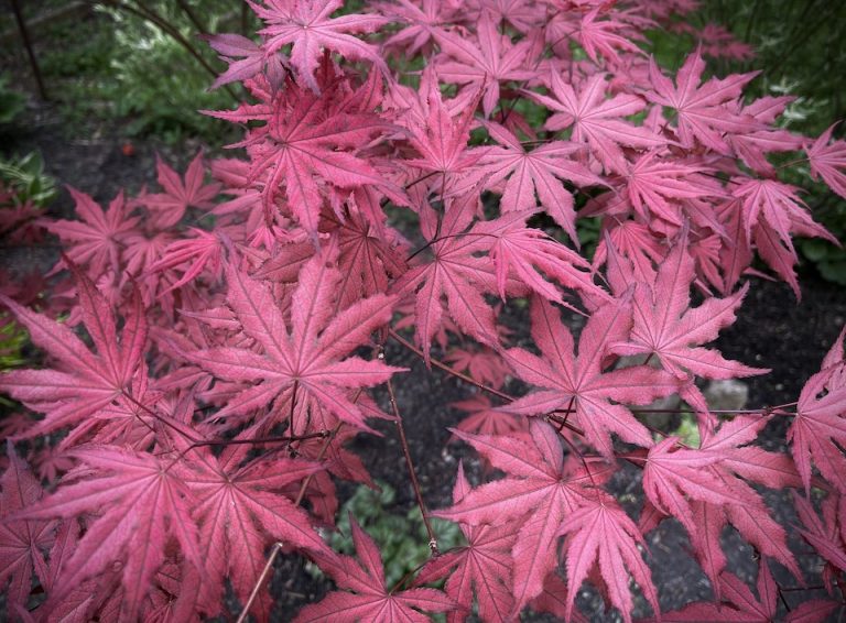 Amagi Shigure Japanese Maple - Photos & Details, Buy Now!