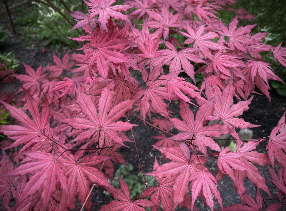 amagi shigure pink leaves