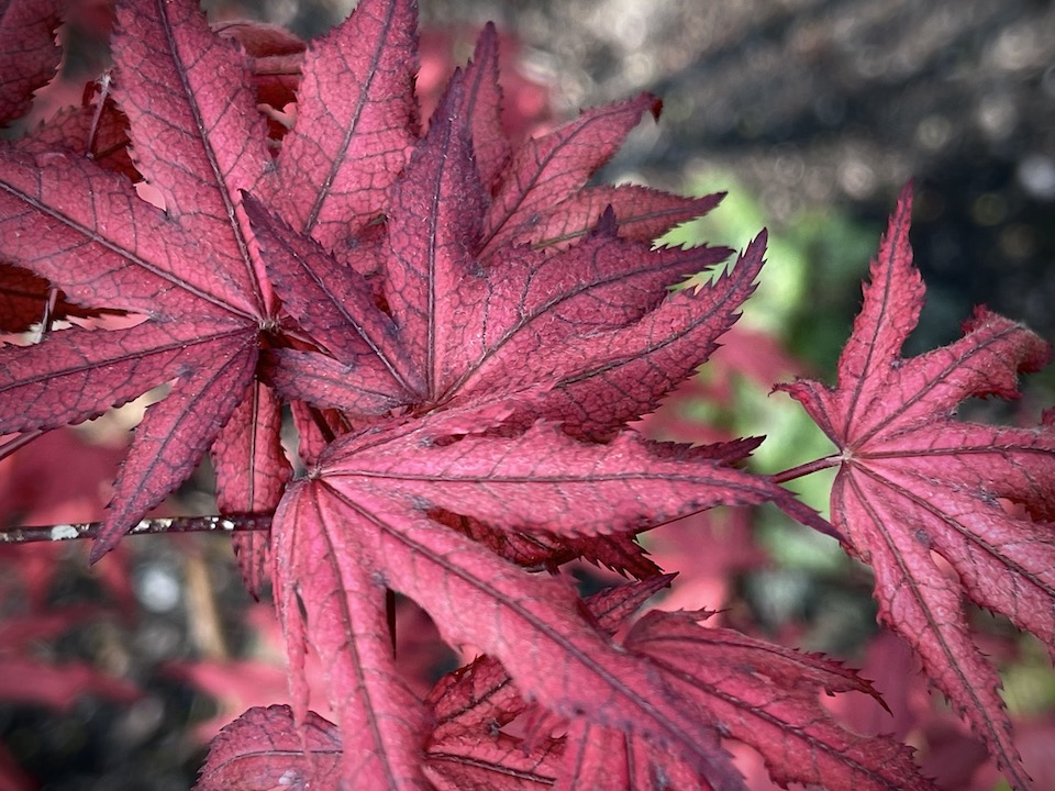 Amagi Shigure Japanese Maple (Acer Palmatum 'Amagi