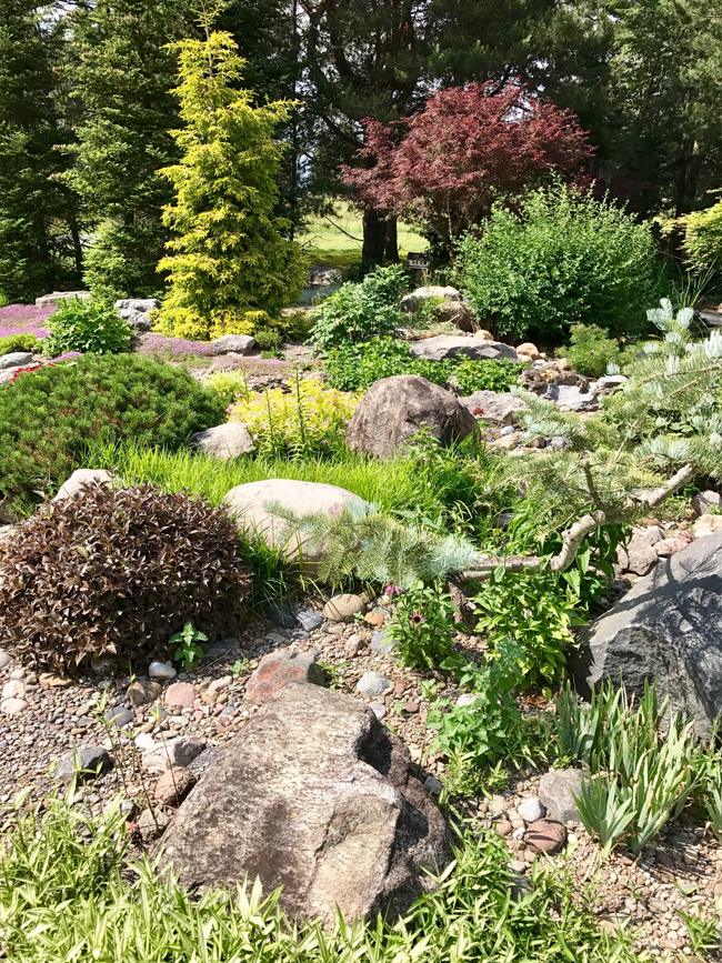 japanese rock garden with pines