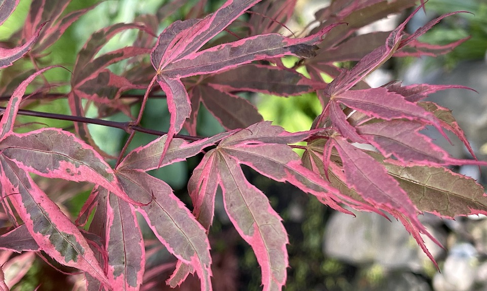 Geisha Gone Wild Japanese maple