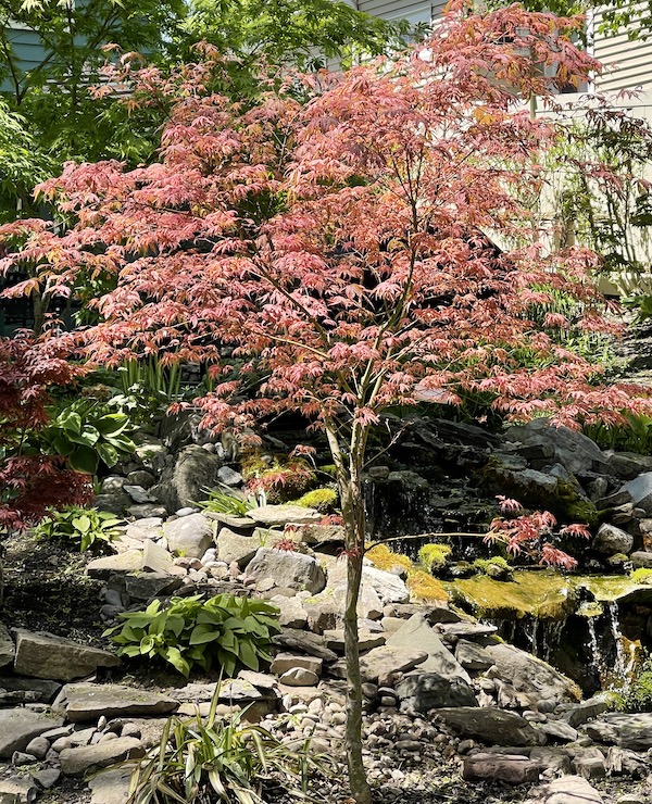 geisha gone wild japanese maple form