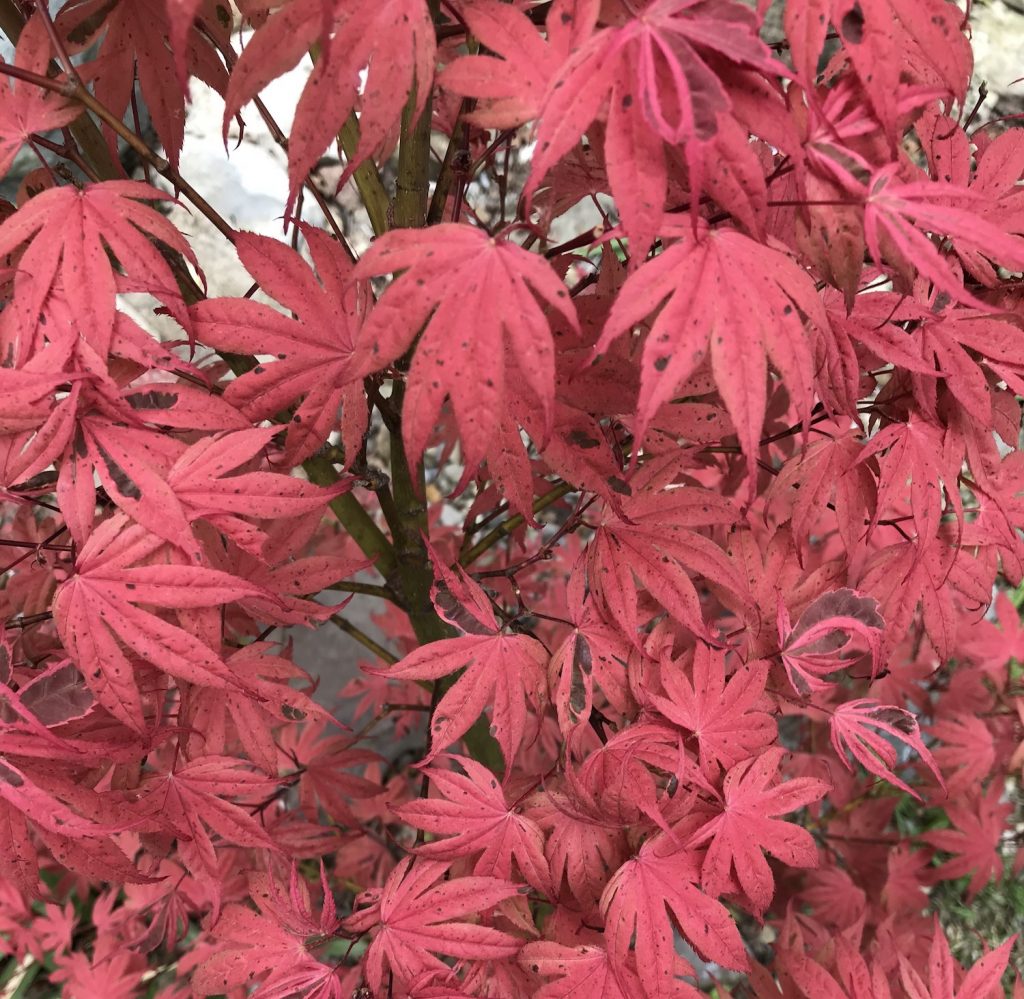 geisha gone wild japanese maple leaves