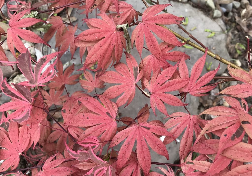 acer palmatum geisha gone wild foliage