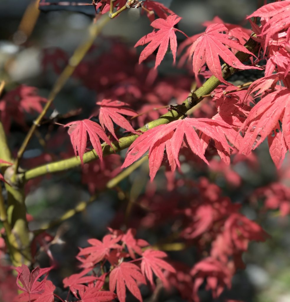 geisha gone wild japanese maple bark