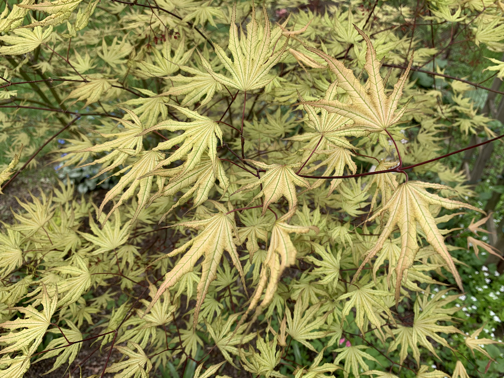 acer palmatum sawa chidori leaves in june