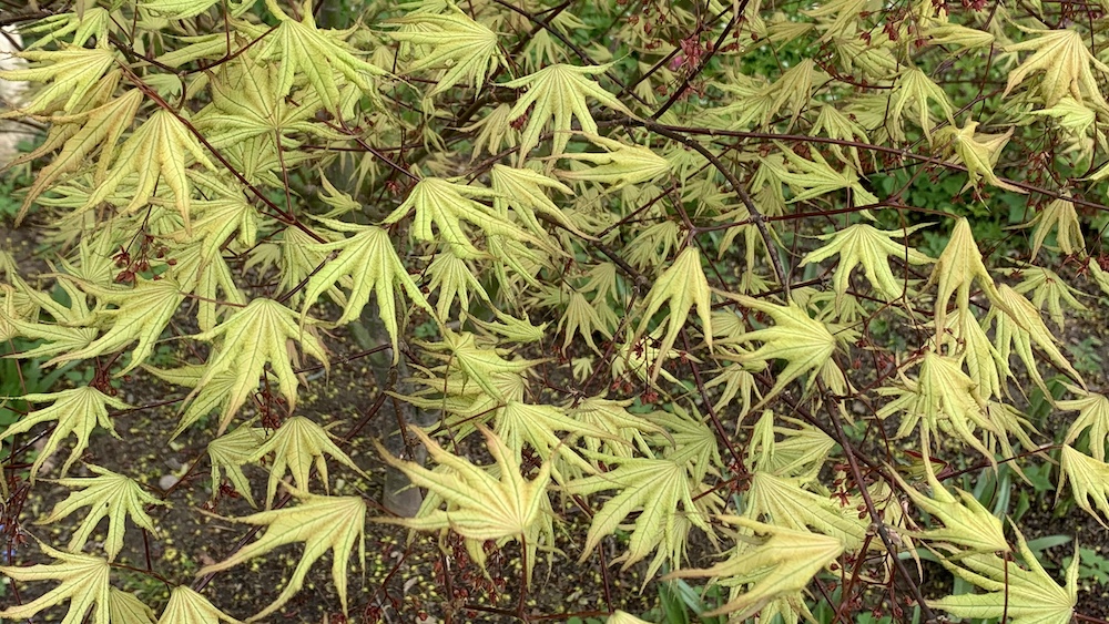 japanese maple sawa chidori foliage