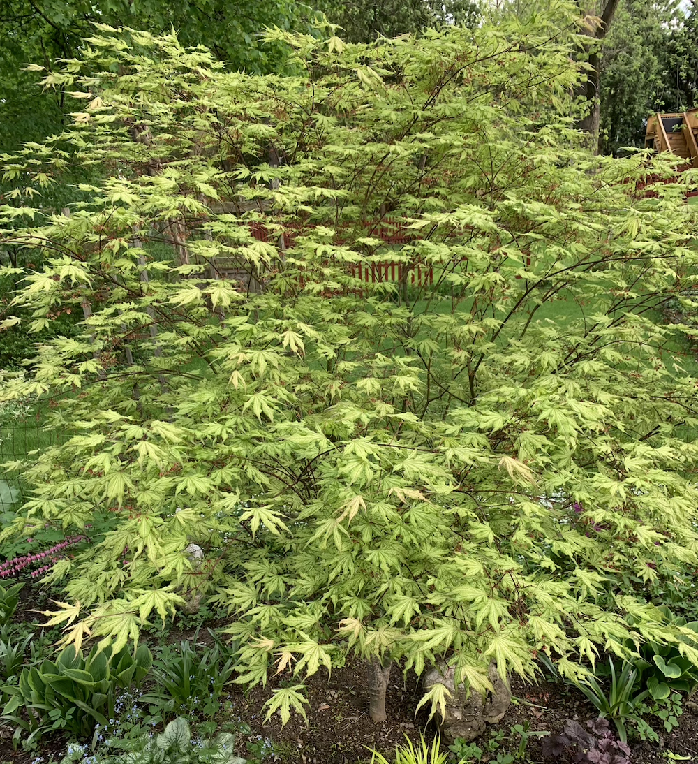 sawa chidori japanese maple growth habit