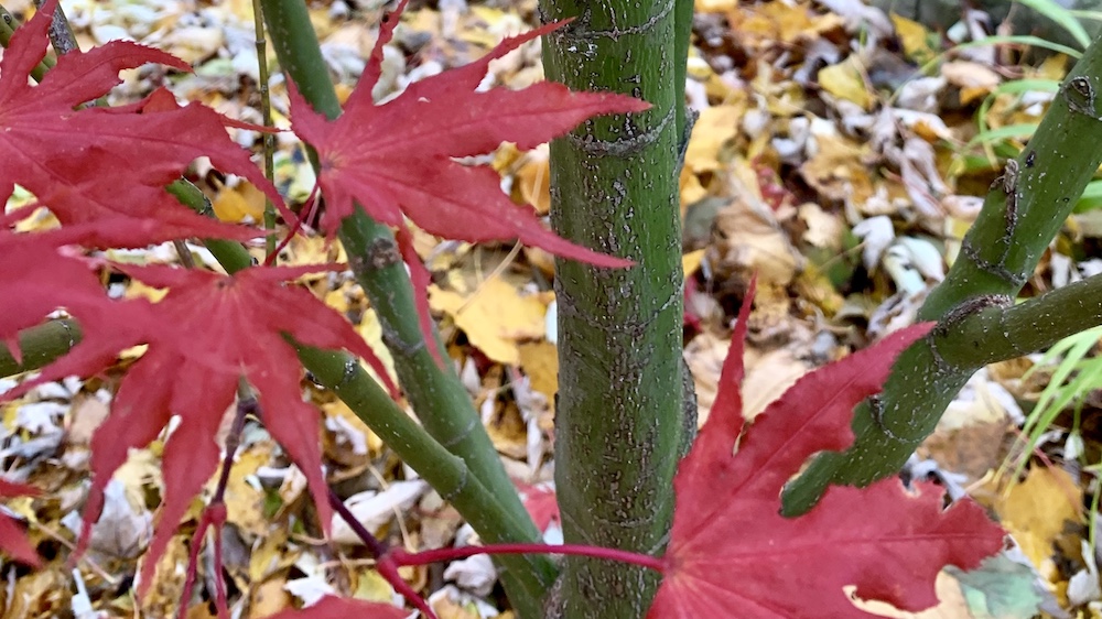 Sawa Chidori maple fall color