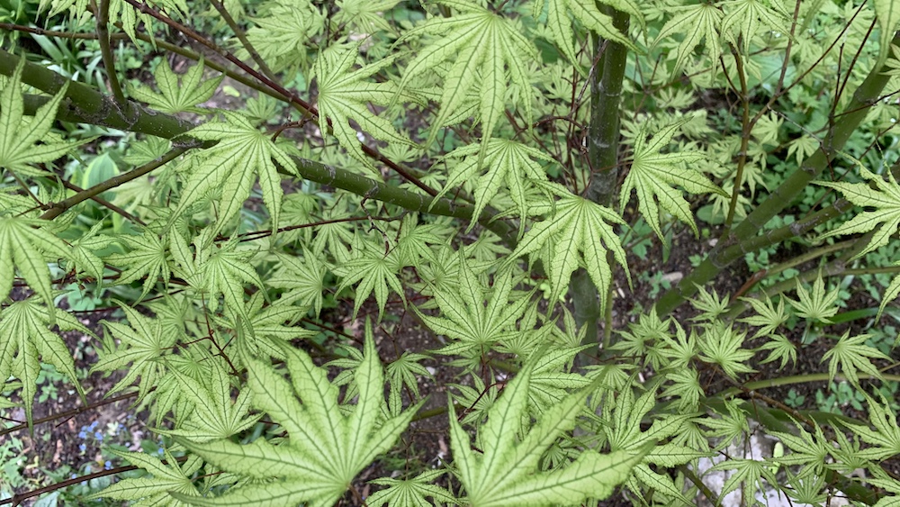 sawa chidori leaves in july