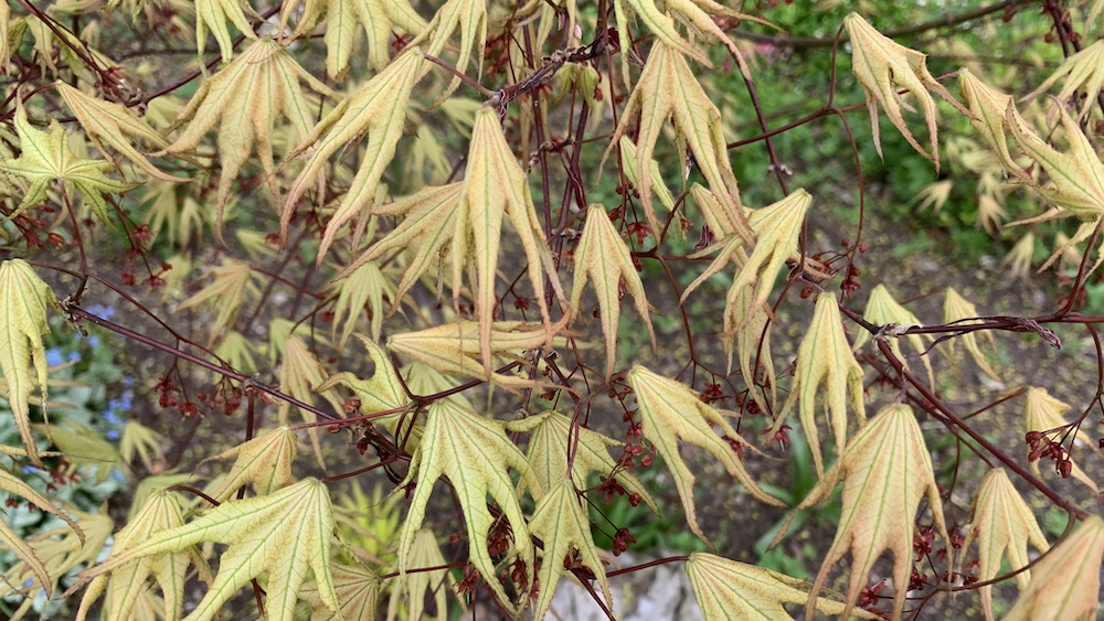 Sawa Chidori maple leaves in May