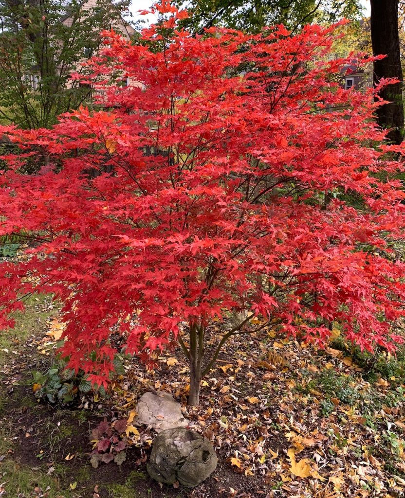 red fall leaves and habit of Sawa Chidori maple