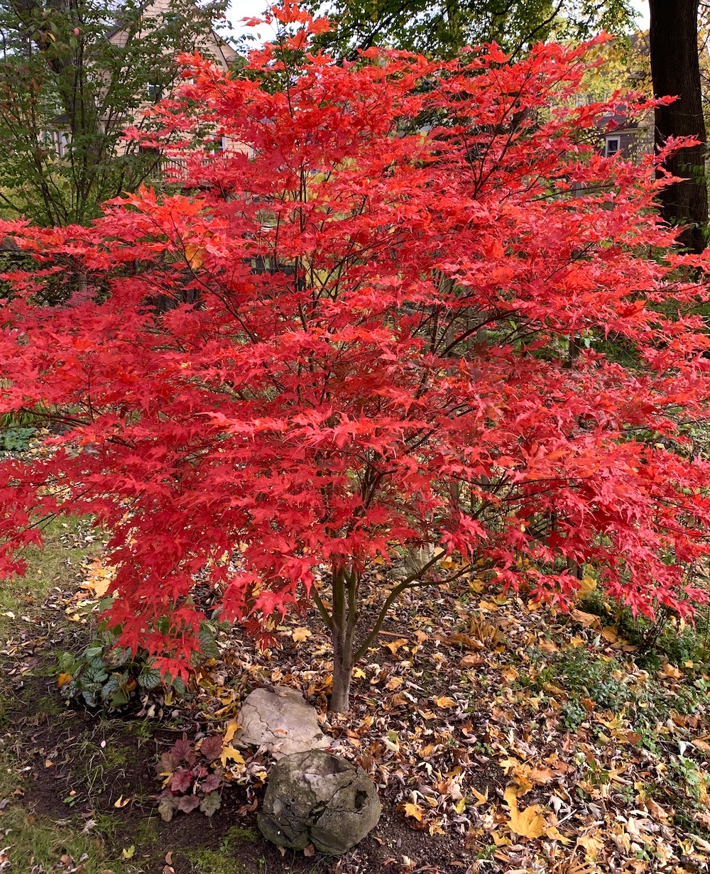 red fall leaves and habit of Sawa Chidori maple