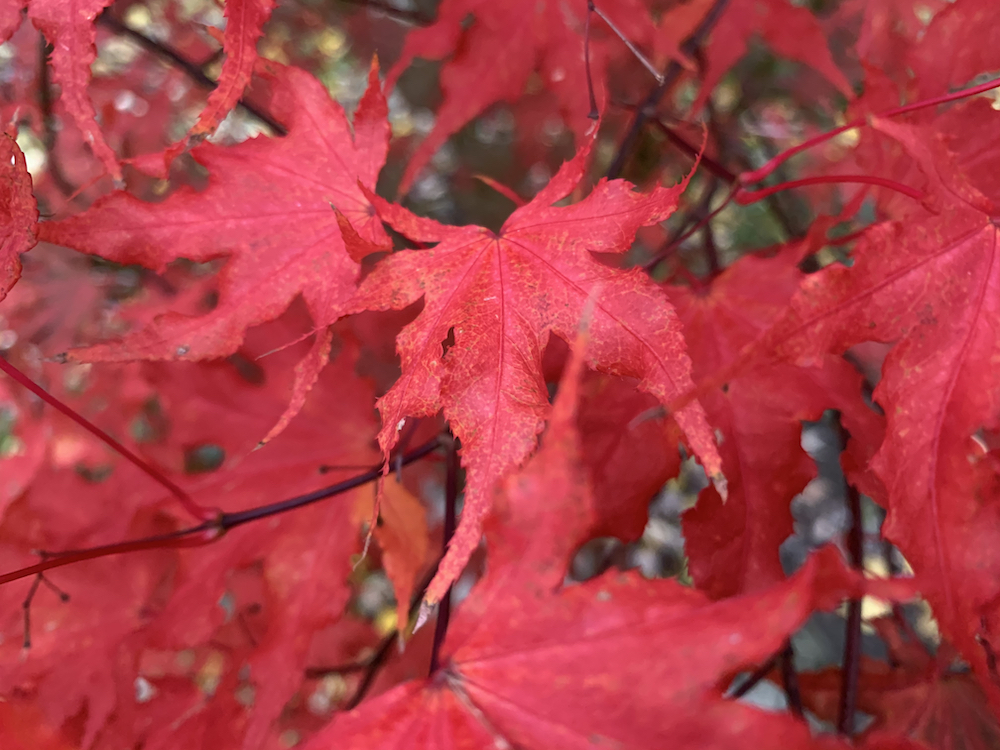 more fall Japanese maple leaves