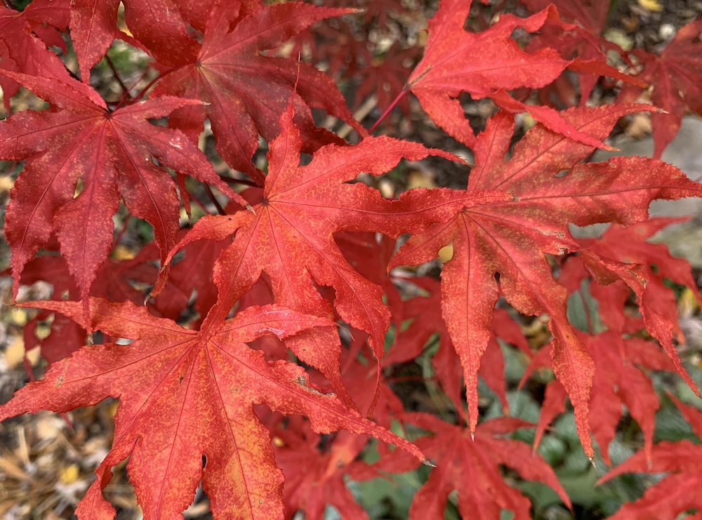 closeup of red Japanese maple leaves