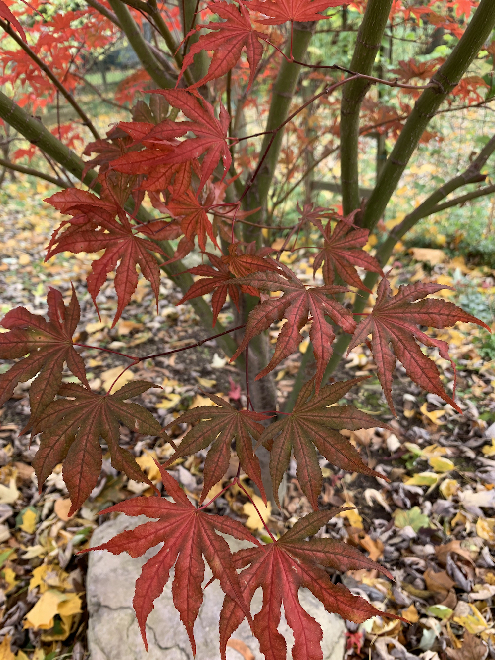 shaded leaves transitioning to fall color